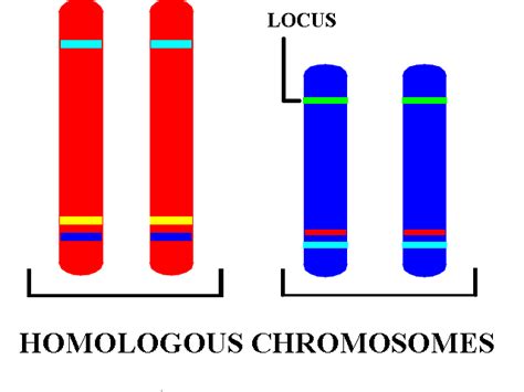 Michelle's Biology (:: 3.14) Chromosome