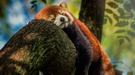 Download Sleeping Cute Animal Red Panda 4k Ultra HD Wallpaper