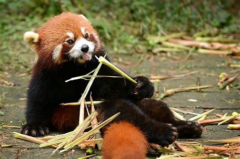 What Do Red Pandas Eat? - WorldAtlas