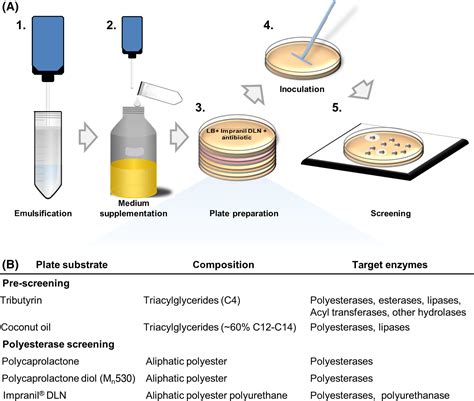 Agar plate‐based screening methods for the identification of polyester ...