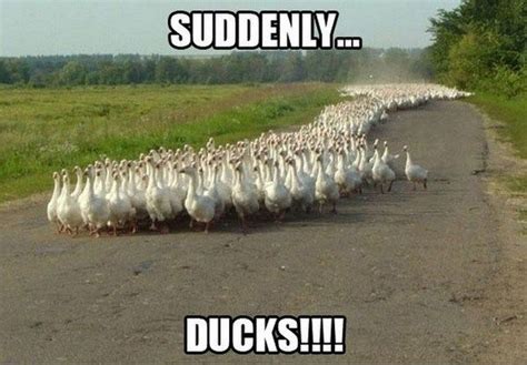 35 Duck Memes That Will Make You Quack All Day | Funny animal memes ...