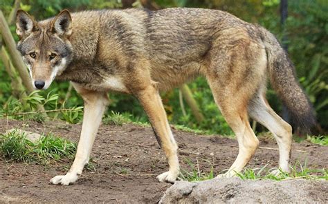 Red Wolves: What You Need to Know - Washingtonian