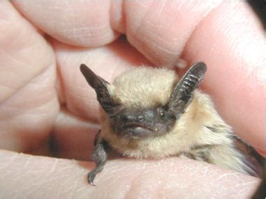 Interesting Facts About a Bat Called The Western Pipistrelle | Bat ...