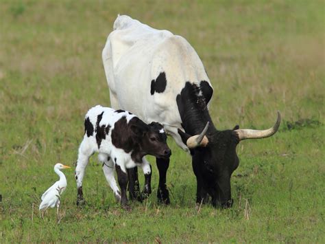 Cattle Egret - You've Got a Friend in Me | BirdNote