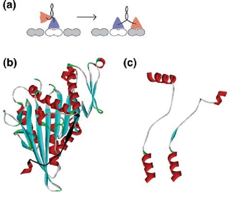 Kinesin neck linker structure and mechanism. (a) Schematic of kinesin ...