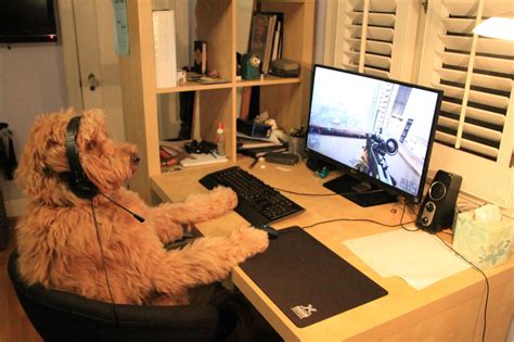 When the dog has a better pc than you : r/pcmasterrace