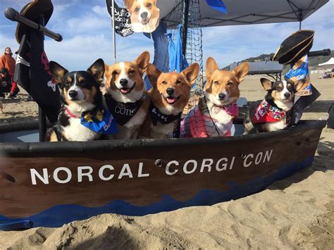 Corgi Con takes over San Francisco's Ocean Beach