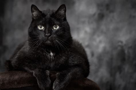 22 Beautiful Black Cat Breeds | Reader's Digest