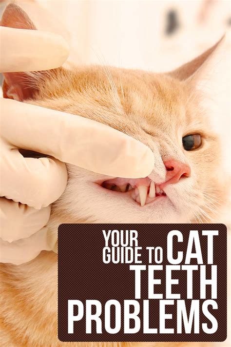 Cat Teeth Problems