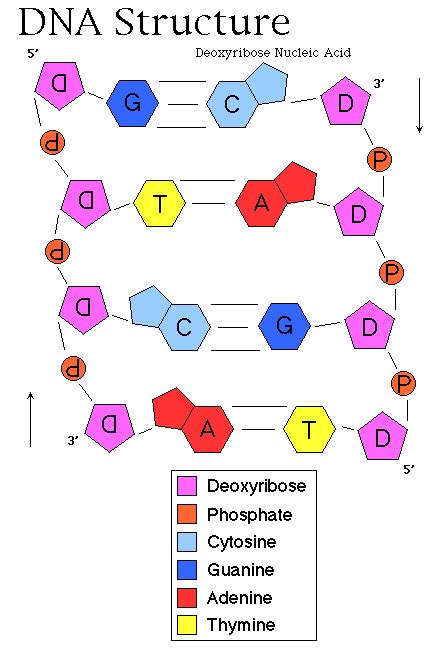 พันธุศาสตร์: DNA structure