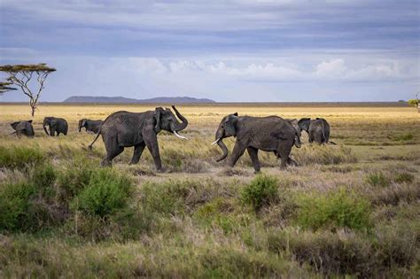 Serengeti National Park | Tanzania - Arusha Trips