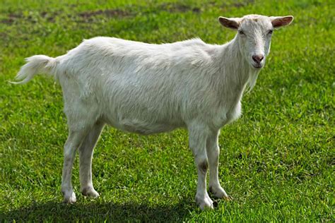 8 Types of Goat Breeds