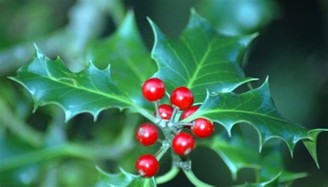 Facts on the Holly Tree | Garden Guides