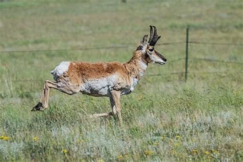 PRONGHORN SPEED - History of the American Antelope | EHUNTR