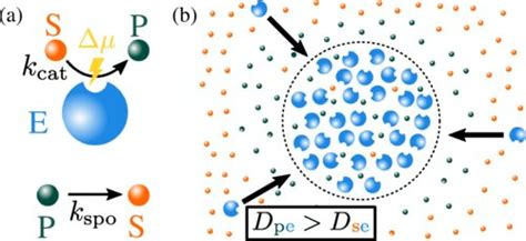 Enzymatic reactions: Researchers reveal a regulatory mechanism by which ...