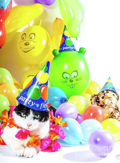 Cat Party Photograph by Benny Marty - Fine Art America