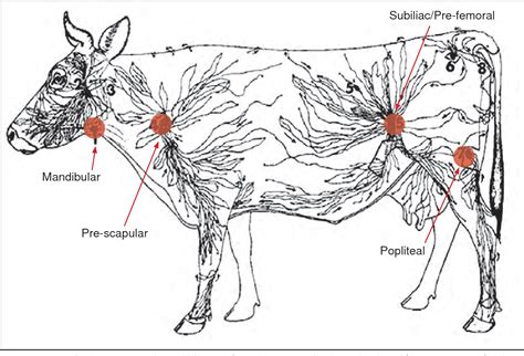 Beef Cattle Anatomy