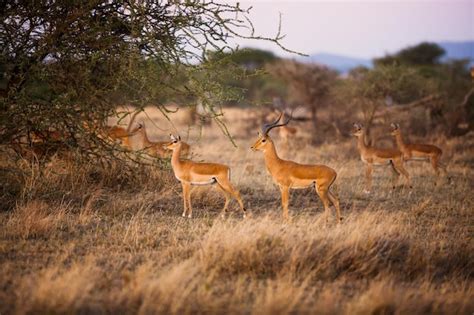 Premium Photo | 4k image alert gazelle keeping watch for predators in ...