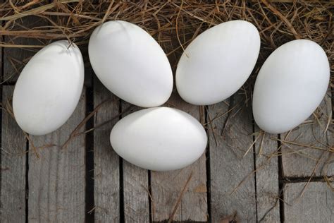 Goose Egg Recipe Ideas - Backyard Poultry