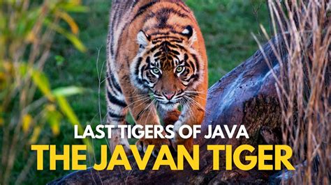 Last Tigers of Java | The Javan Tiger - YouTube