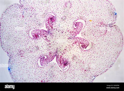 Ovules hi-res stock photography and images - Alamy