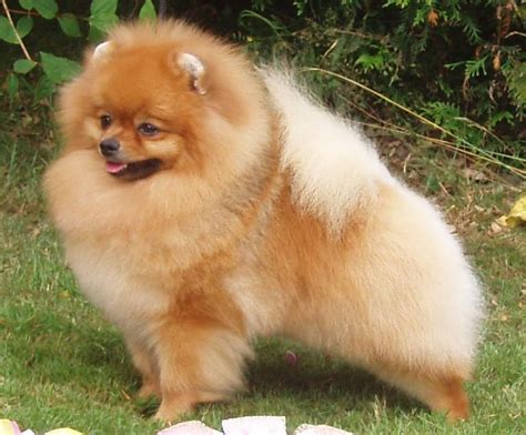 Pomeranian dog - Wikipedia