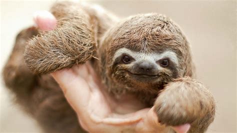 Baby Sloth Wallpaper - WallpaperSafari