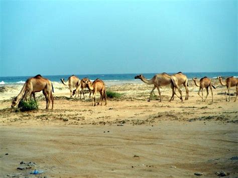 Berbera - Wikitravel