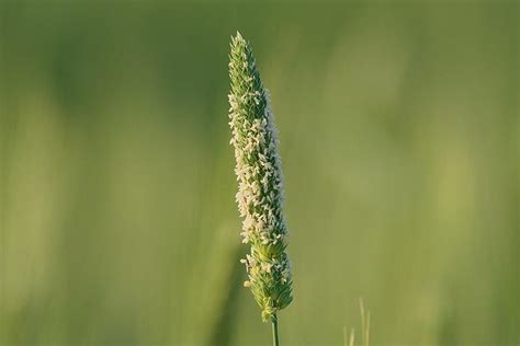 Synthetic communities slash herbicide use for weed control | News | The ...