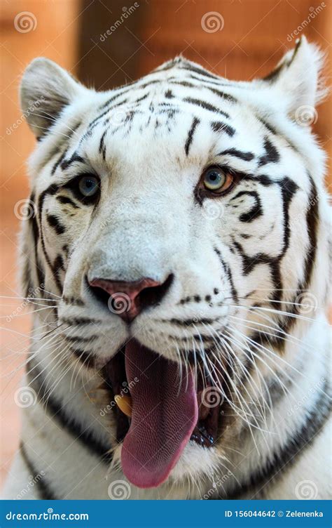 White Bengal tiger roaring stock photo. Image of feline - 156044642