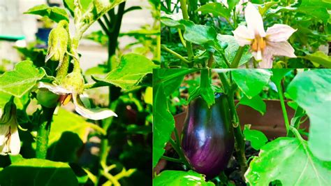 Eggplant Garden Update - YouTube