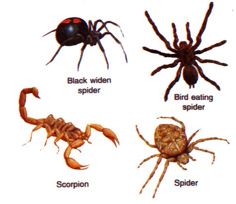 interesting arthropods