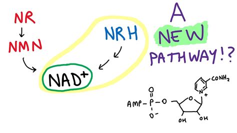 A new pathway for NAD+ biosynthesis!? - YouTube