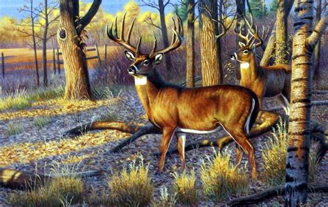 Artist Cynthie Fisher Unframed Whitetail Deer Print Beanfield Buck ...