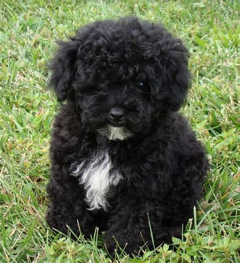 Black Poodle Mix Puppy