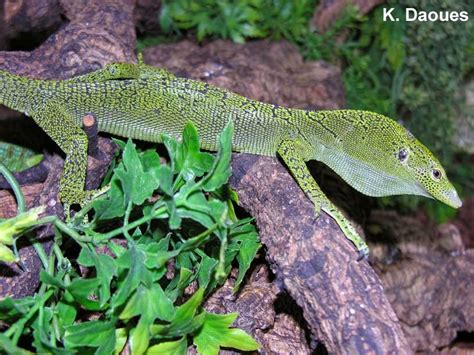 Jenis - jenis atau Macam - macam Varanidae / Varanus / Varanatic ...