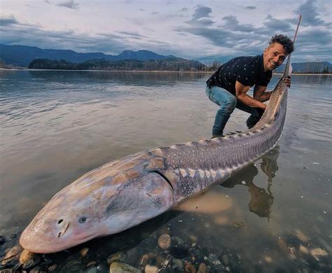 A Complete Guide on How to Catch Sturgeon in Oregon