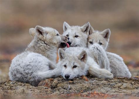 Download Baby Animal Wolf Animal Arctic Wolf Image