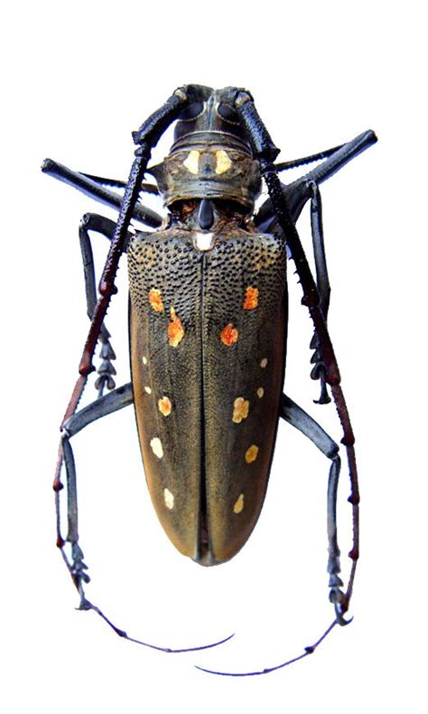 Batocera brufomaculata – CERAMBYCIDAE; LAMIINAE Weird Insects, Cool ...