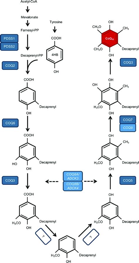 Schematic overview of the CoQ 10 biosynthesis pathway. At least 15 ...