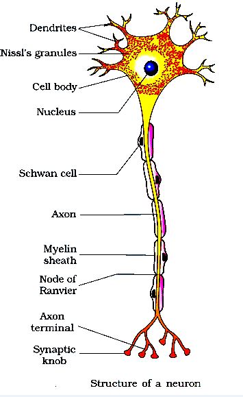 Detailed Neuron Diagram