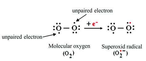 Superoxide - Alchetron, The Free Social Encyclopedia