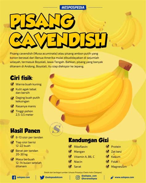 Pertama, Pisang Cavendish Mulai Dikembangkan di Tanah Bumbu - Radio ...