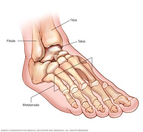 Foot and ankle bones - Mayo Clinic