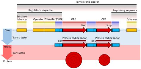 Difference Between Monocistronic and Polycistronic mRNA | Compare the ...