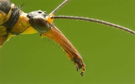 This scorpion fly proboscis (like the scorpion tail wasn't sick enough ...