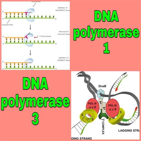 The Differences between DNA Polymerase 1 Vs 3 | Dna polymerase, Dna ...