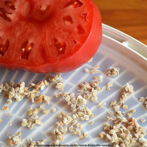 How to Save Tomato Seeds - Easy to Follow Guide