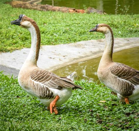 Swan Goose - Cebu Safari and Adventure Park