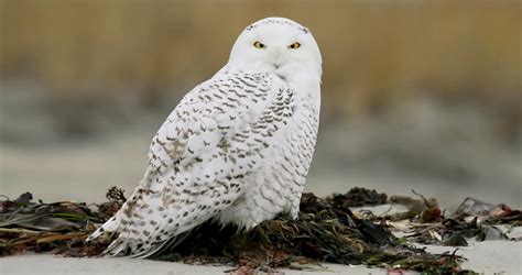 Photos and Videos for Snowy Owl, All About Birds, Cornell Lab of ...